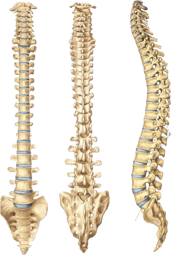 Columnas vertebrales